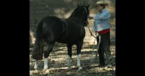 Víctor Vega Luengo dejó una huella imborrable en torno al Caballo Víctor Vega Luengo dejó una huella imborrable en torno al Caballo