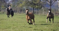 Anuario del Rodeo: La visita al Criadero Principio luego de su victoria en el Champion de Chile 2016