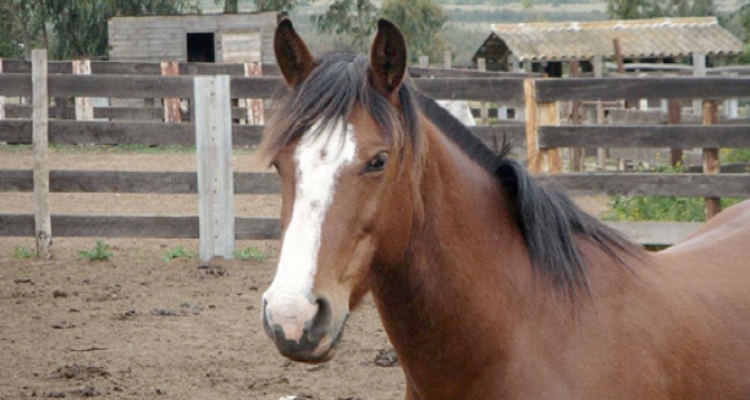 Criadero Visnagal, la fuerza del Caballo Chileno en el norte