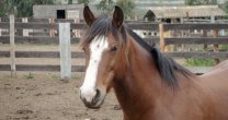 Criadero Visnagal, la fuerza del Caballo Chileno en el norte Criadero Visnagal, la fuerza del Caballo Chileno en el norte