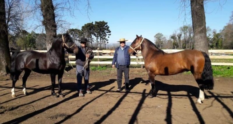 Pilmaiquén Viejo disfruta la crianza del Caballo Chileno en familia