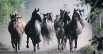 Criaderos Peleco y El Carmen de Nilahue tienen un llamativo remate este miércoles Criaderos Peleco y El Carmen de Nilahue tienen un llamativo remate este miércoles