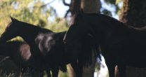 Criaderos Agua de Los Campos y Carampangue tienen remate este miércoles Criaderos Agua de Los Campos y Carampangue tienen remate este miércoles