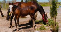Criadero Aguas de Ñuble da sus primeros pasos con esfuerzo y amor por el Caballo Chileno Criadero Aguas de Ñuble da sus primeros pasos con esfuerzo y amor por el Caballo Chileno
