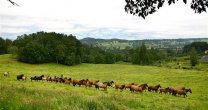 Caballos del remate de Vista Volcán podrán ser vistos desde el lunes en Rancagua Caballos del remate de Vista Volcán podrán ser vistos desde el lunes en Rancagua