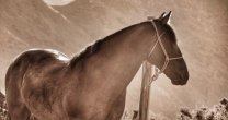 ¡A votar! Katherina Yokota organizó entretenido concurso de fotografía a caballos ¡A votar! Katherina Yokota organizó entretenido concurso de fotografía a caballos