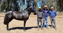 Banco de Potros del Criadero Santa Ana llegó a Lonquimay Banco de Potros del Criadero Santa Ana llegó a Lonquimay