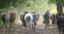 Criaderos Lo Miranda y La Esperanza tienen remate de alto nivel este martes Criaderos Lo Miranda y La Esperanza tienen remate de alto nivel este martes