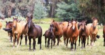 Alfredo Moreno y acuerdo para exportar caballos a China: Es una gran oportunidad de internacionalización Alfredo Moreno y acuerdo para exportar caballos a China: Es una gran oportunidad de internacionalización