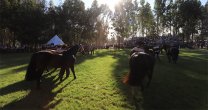 Una guía para tomar las fotos de los caballos candidatos a la Expo Nacional 2021