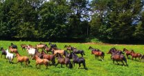 Criadero Laderas del Llanquihue tiene remate de 45 destacados ejemplares Criadero Laderas del Llanquihue tiene remate de 45 destacados ejemplares