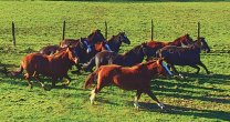 Santa Bárbara de Los Guaicos tiene remate con interesantes ejemplares Santa Bárbara de Los Guaicos tiene remate con interesantes ejemplares