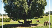 Criadero Los Pretiles abre la temporada de remates de 2021 Criadero Los Pretiles abre la temporada de remates de 2021