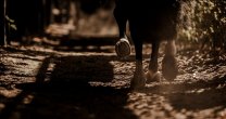 Comunicado de la Federación del Rodeo: Se mantiene la suspensión de las actividades deportivas Comunicado de la Federación del Rodeo: Se mantiene la suspensión de las actividades deportivas