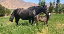 José Alejandro Huerta: Ojalá pase la pandemia para poder juntarnos a conversar de lo que nos apasiona, el Caballo Chileno José Alejandro Huerta: Ojalá pase la pandemia para poder juntarnos a conversar de lo que nos apasiona, el Caballo Chileno