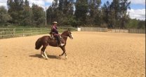 Patricio Valenzuela: Los caballos me han dado muchas satisfacciones Patricio Valenzuela: Los caballos me han dado muchas satisfacciones