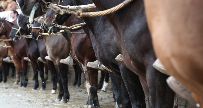 Brote de virus del herpes equino Tipo 1 preocupa a los médicos veterinarios chilenos