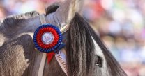 Las emociones de la inolvidable Final del 71° Campeonato Nacional paso a paso
