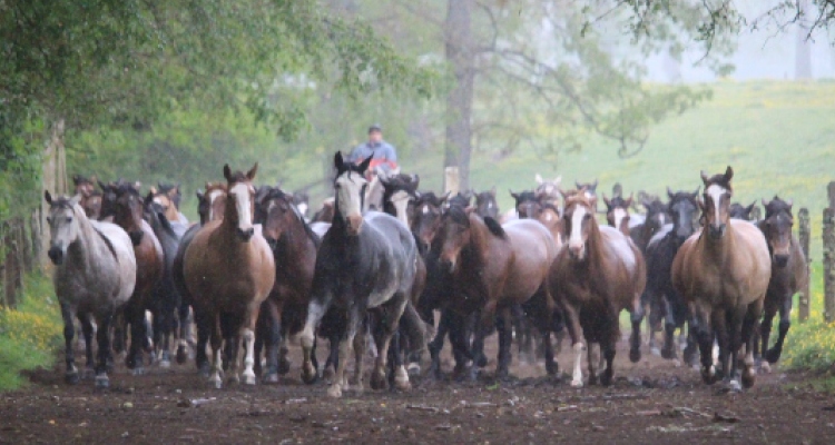 Criaderos Doña Tuca y Doña Josefa tienen atractivo remate de caballos corriendo