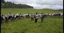 Ferochi al Día: Conversamos de la Comisión Fundo y Ganado con Aldolfo Melo Ferochi al Día: Conversamos de la Comisión Fundo y Ganado con Aldolfo Melo