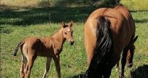 Criadero Peñas Blancas destacó la App del Caballo Chileno: Puedes saber qué madres y padres han dado hijos buenos Criadero Peñas Blancas destacó la App del Caballo Chileno: Puedes saber qué madres y padres han dado hijos buenos