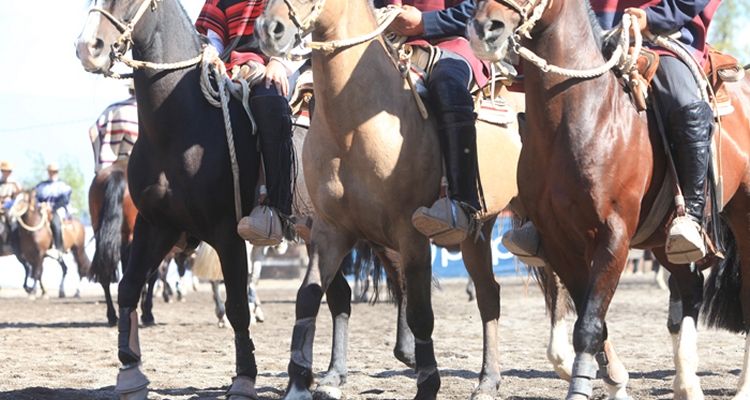 Veterinarios aconsejan para el reinicio de la competencia: Hay que tomarse las cosas con calma