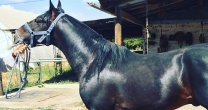 Criadero Aberri: Me impresionó lo bien hecha y amigable que es la App Caballo Chileno Criadero Aberri: Me impresionó lo bien hecha y amigable que es la App Caballo Chileno