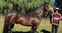 Criadero Loma Suave: La App Caballo Chileno cumple con todo lo que buscamos los huasos Criadero Loma Suave: La App Caballo Chileno cumple con todo lo que buscamos los huasos