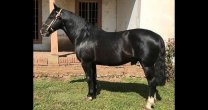 Remate de montas de los Criadores de Linares entra a sus últimos días Remate de montas de los Criadores de Linares entra a sus últimos días