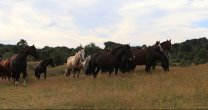 Asociación de Criadores Ancud-Chiloé celebró sus 8 años de vida con un Día de Campo Asociación de Criadores Ancud-Chiloé celebró sus 8 años de vida con un Día de Campo