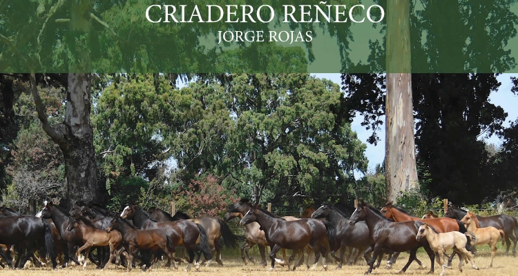 Criadero Reñeco tiene interesante remate de caballos corriendo y destacadas sangres