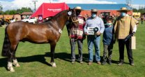 Criadero Aguas Claras de Huelquén tuvo un magnífico estreno en la Exposición Nacional Criadero Aguas Claras de Huelquén tuvo un magnífico estreno en la Exposición Nacional