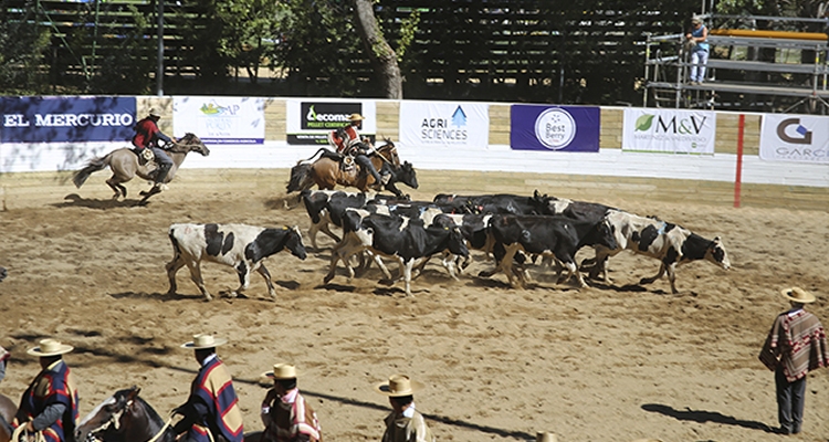 Criadores de Bío Bío preparan un atractivo programa para diciembre con tres actividades