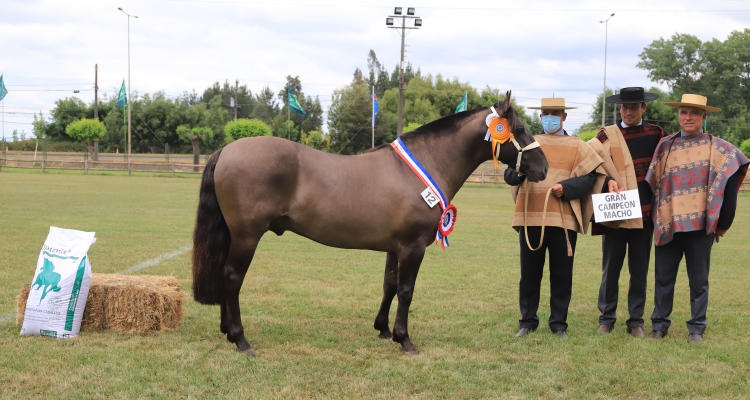 El Guaracazo y Bellota brillaron en la Expo SOFO 2021