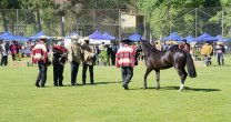 Expo Nacional 2022 buscará los mejores ejemplares con cerca de 100 caballos en pista Expo Nacional 2022 buscará los mejores ejemplares con cerca de 100 caballos en pista