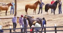 ¡Todos medidos y en condiciones! Los caballos participantes en la Expo Nacional esperan la jura ¡Todos medidos y en condiciones! Los caballos participantes en la Expo Nacional esperan la jura