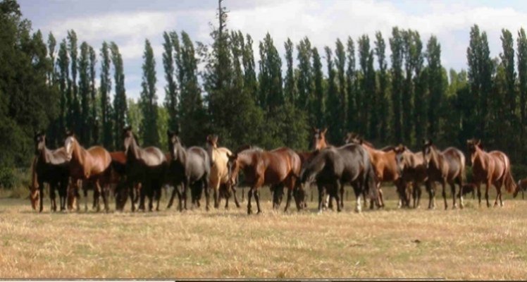 Criadero Santa Margarita presenta su venta virtual 2022 con 19 caballos en el catálogo