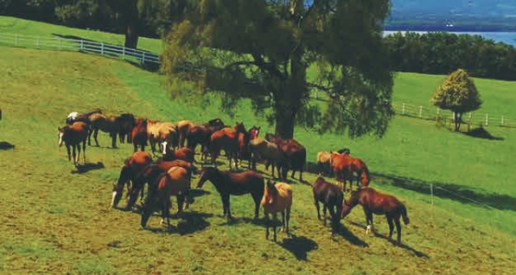 Criadero Laderas del Llanquihue tiene remate con atractivos caballos