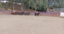 Club Carampangue tuvo jornadas de camaradería para mantener vivas las tradiciones