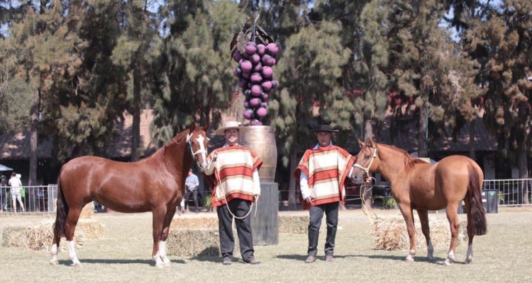 Criadores de Colchagua tuvieron activa participación en la Fiesta de la Vendimia 2022