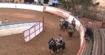 El sólido triunfo de Pino y Pinto en el rodeo del Club Litueche El sólido triunfo de Pino y Pinto en el rodeo del Club Litueche