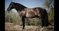 Ya está en Chile el semen congelado de Las Callanas Profanao Ya está en Chile el semen congelado de Las Callanas Profanao