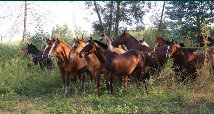 Criaderos Altas Delicias realiza remate con destacados caballos corriendo y yeguas de selección