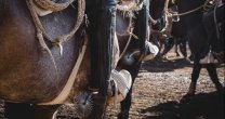Arica tiene su tradicional rodeo de junio con varias visitas Arica tiene su tradicional rodeo de junio con varias visitas
