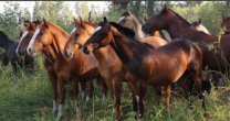 Criaderos San Miguel y Don Horacio, Santa Agustina y Doña Josefa y Loma Larga salen a remate este jueves Criaderos San Miguel y Don Horacio, Santa Agustina y Doña Josefa y Loma Larga salen a remate este jueves