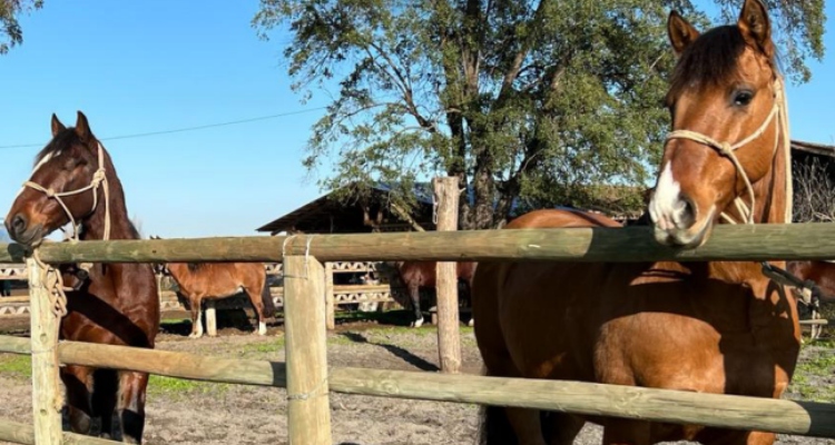 Criadero Peñaflor Viejo tiene atractivo remate de caballos corriendo