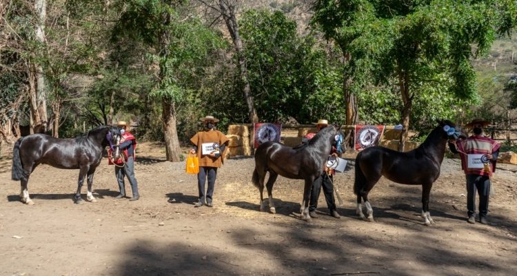 Asociación de Criadores de Maipo iniciará la temporada con asamblea de socios