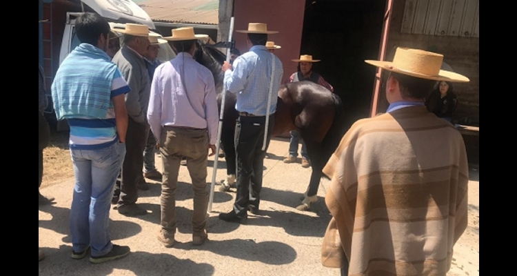 Asociación de Criadores de Petorca prepara Día de Campo que incluirá charlas y premiación