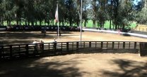 Rodeo Para Criadores de Colchagua será uno de los atractivos en la agenda de Fiestas Patrias Rodeo Para Criadores de Colchagua será uno de los atractivos en la agenda de Fiestas Patrias