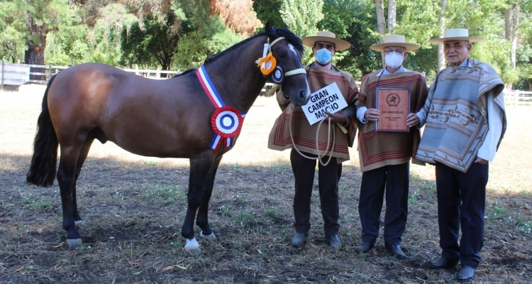 Gran concurrencia se espera en cabalgata familiar de Criadores de Concepción y Municipalidad de Cabrero